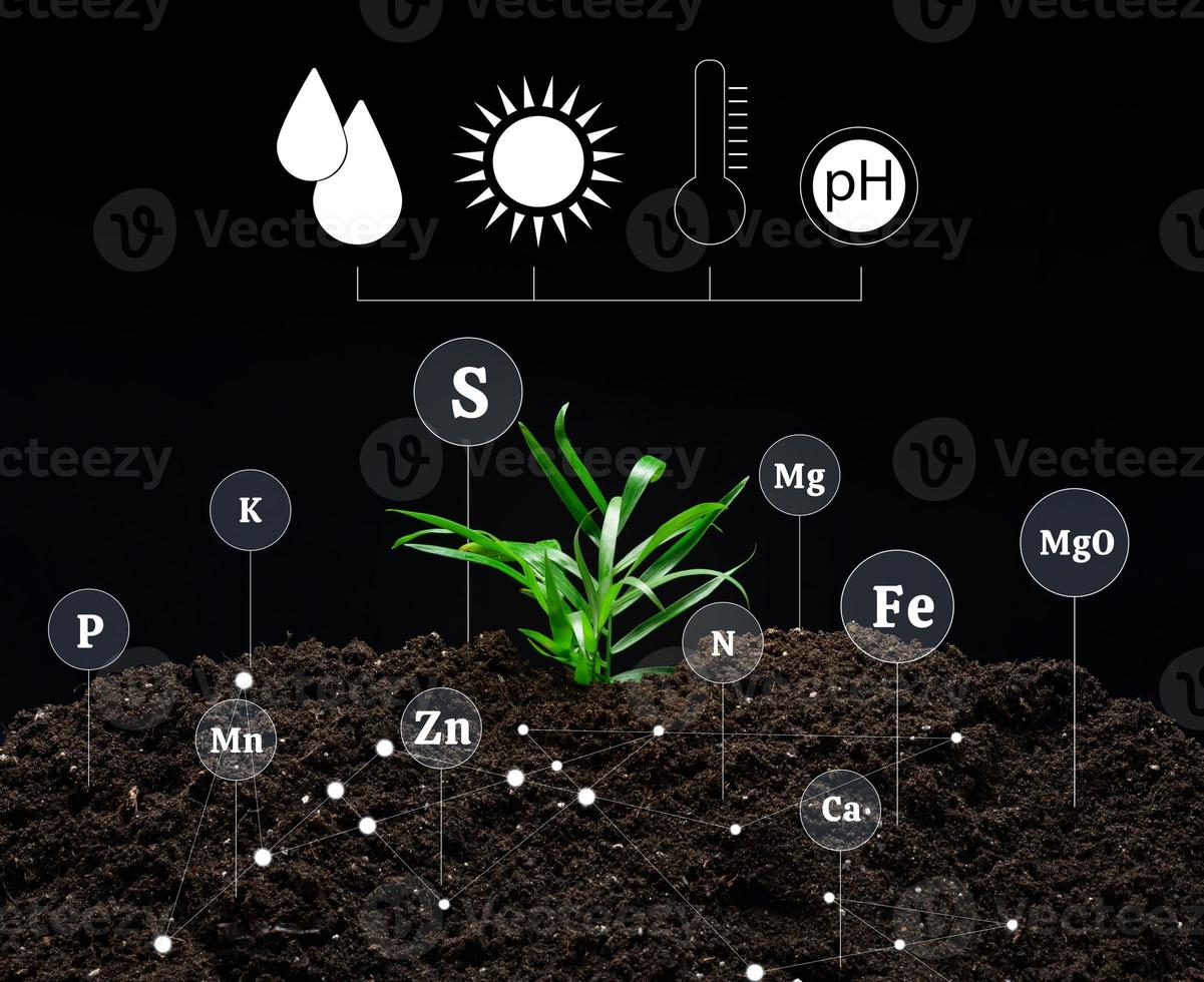 suolo qualità controllo, fecondazione con minerali durante il coltivazione di agricolo impianti. verde germoglio su fertile suolo. foto
