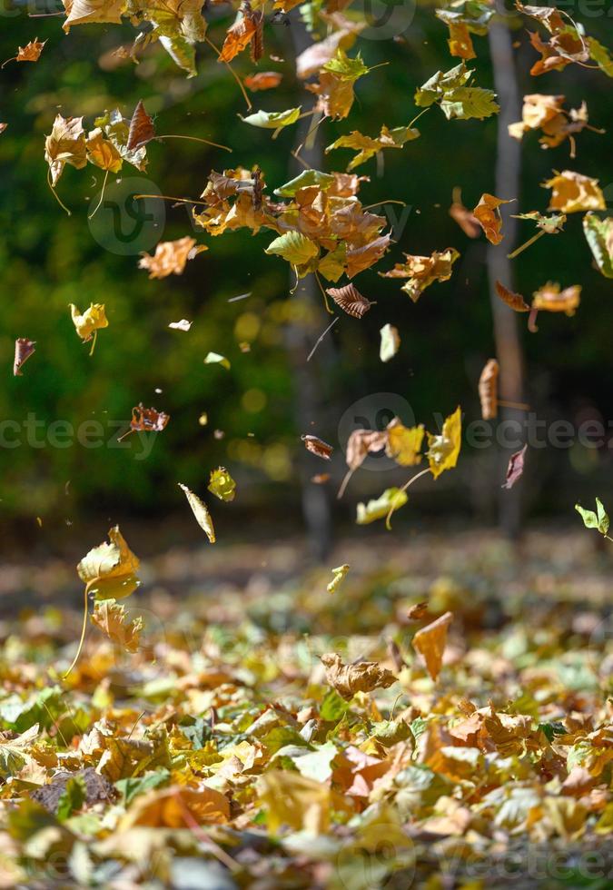 giallo caduto le foglie volare nel il autunno parco. idilliaco scena nel il pomeriggio nel un vuoto parco foto