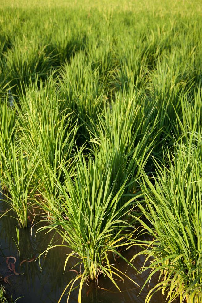 campo di riso in thailandia foto