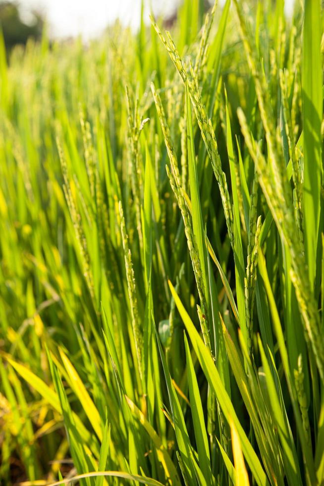 campo di riso in thailandia foto