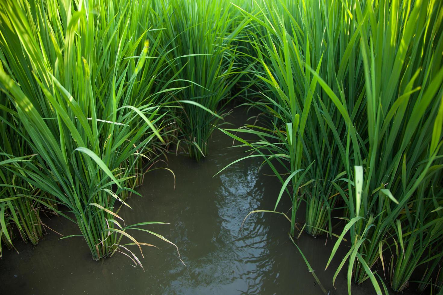 campo di riso in thailandia foto