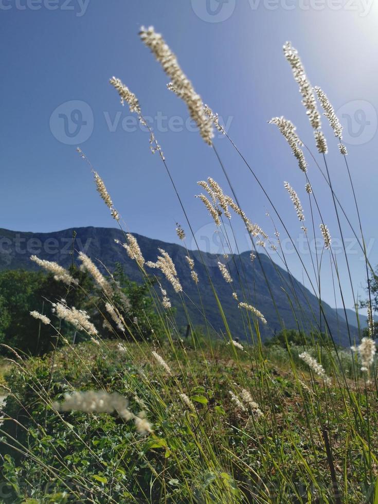 mattina in profondità cielo attraverso leggero impianti nel il montagne foto