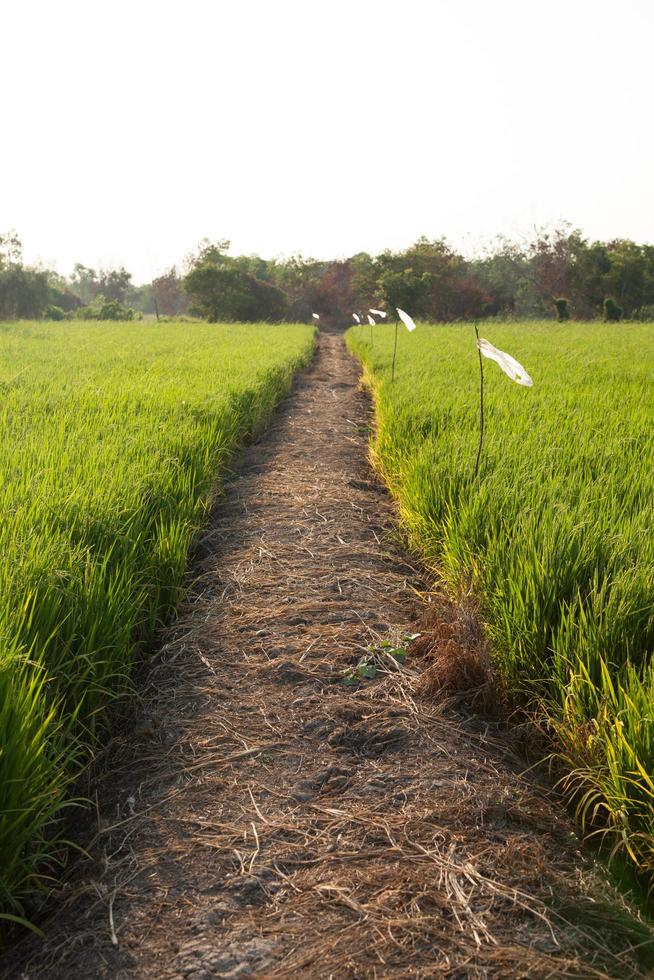 campo di riso in thailandia foto