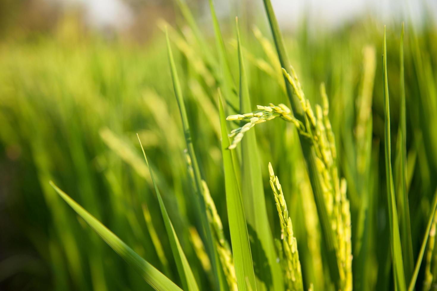 campo di riso in thailandia foto