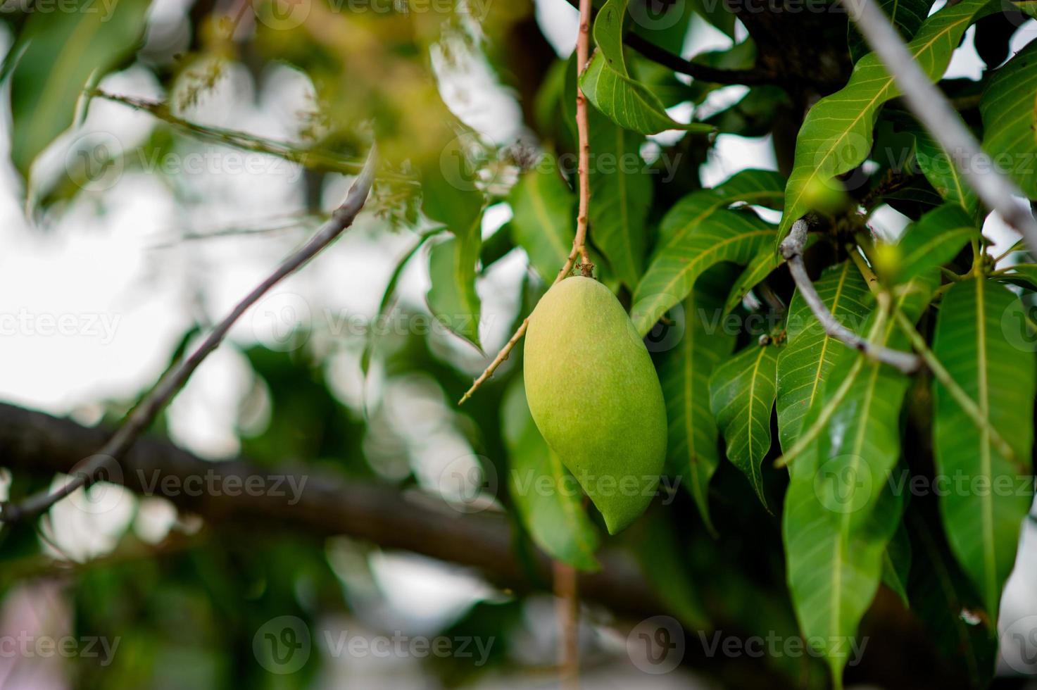 manghi siamo in crescita su il Mango albero. nam dok Mai Mango giovane Mango foto