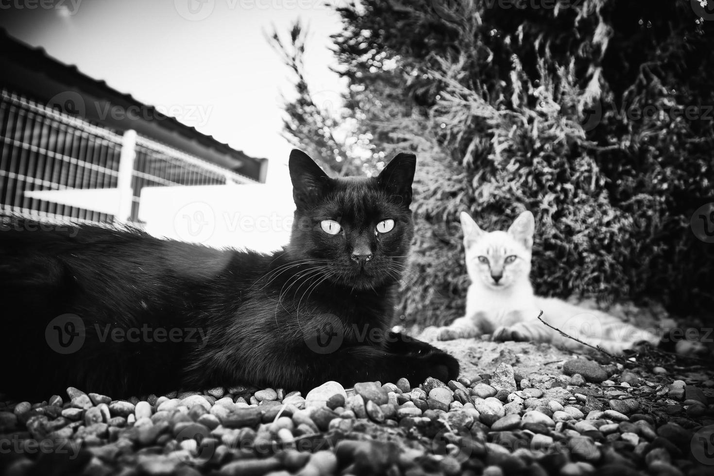 abbandonato grigio gatto su il strada foto