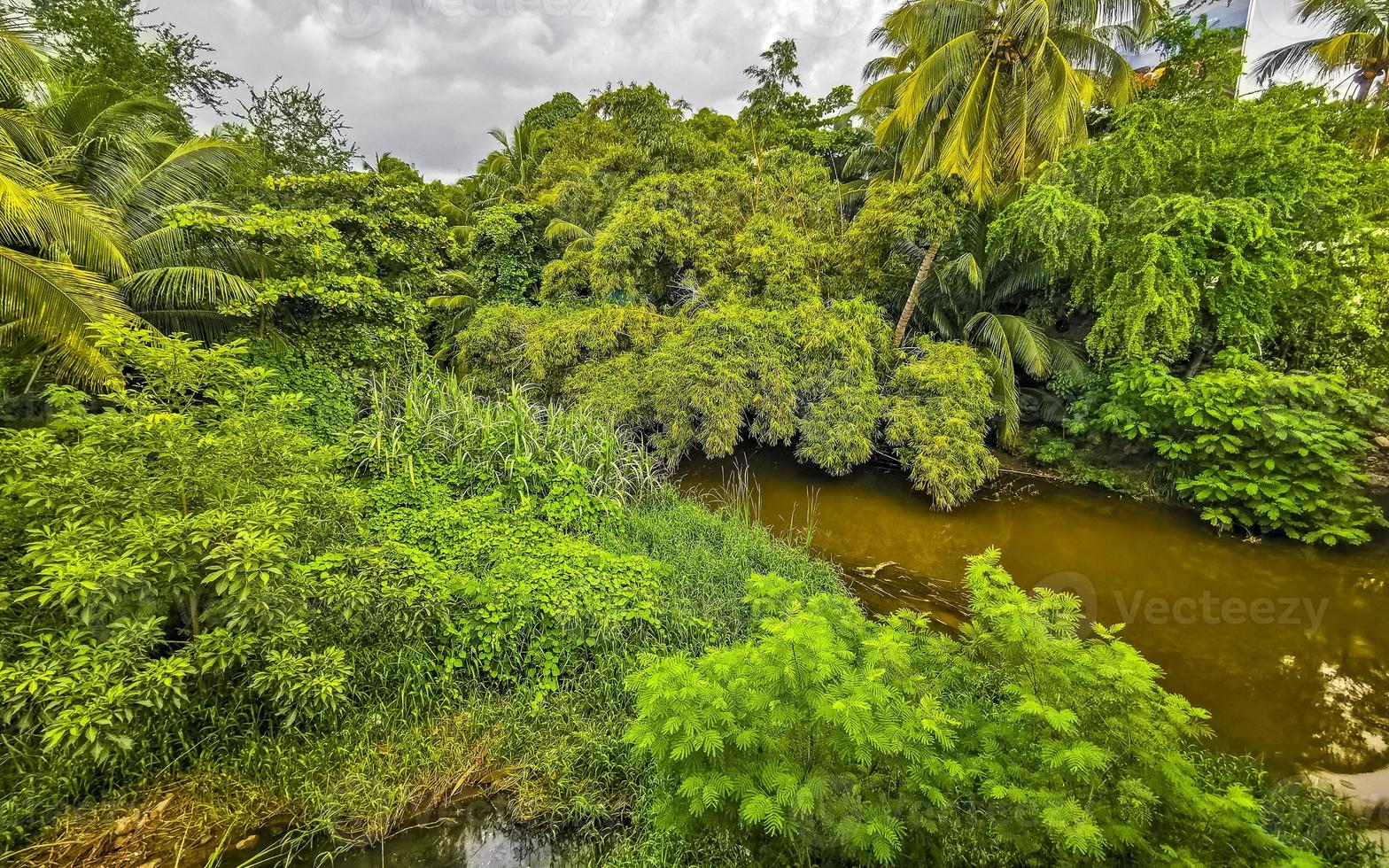 verde bellissimo tropicale fiume d'acqua dolce laguna nel puerto escondido Messico. foto