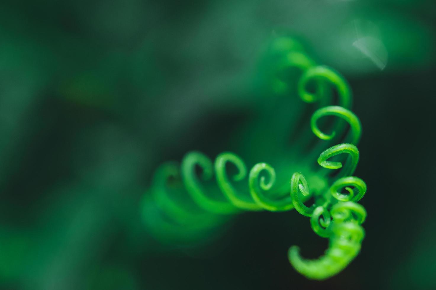 sfondo di foglie verdi foto