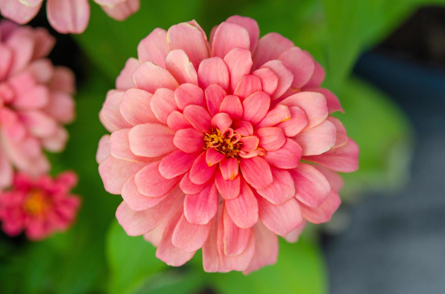 fiore rosa zinnia foto