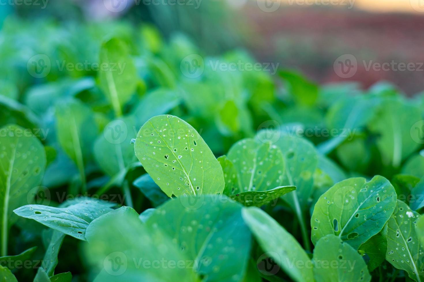 biologico cantonese verdure piantagione su il terra nel azienda agricola foto