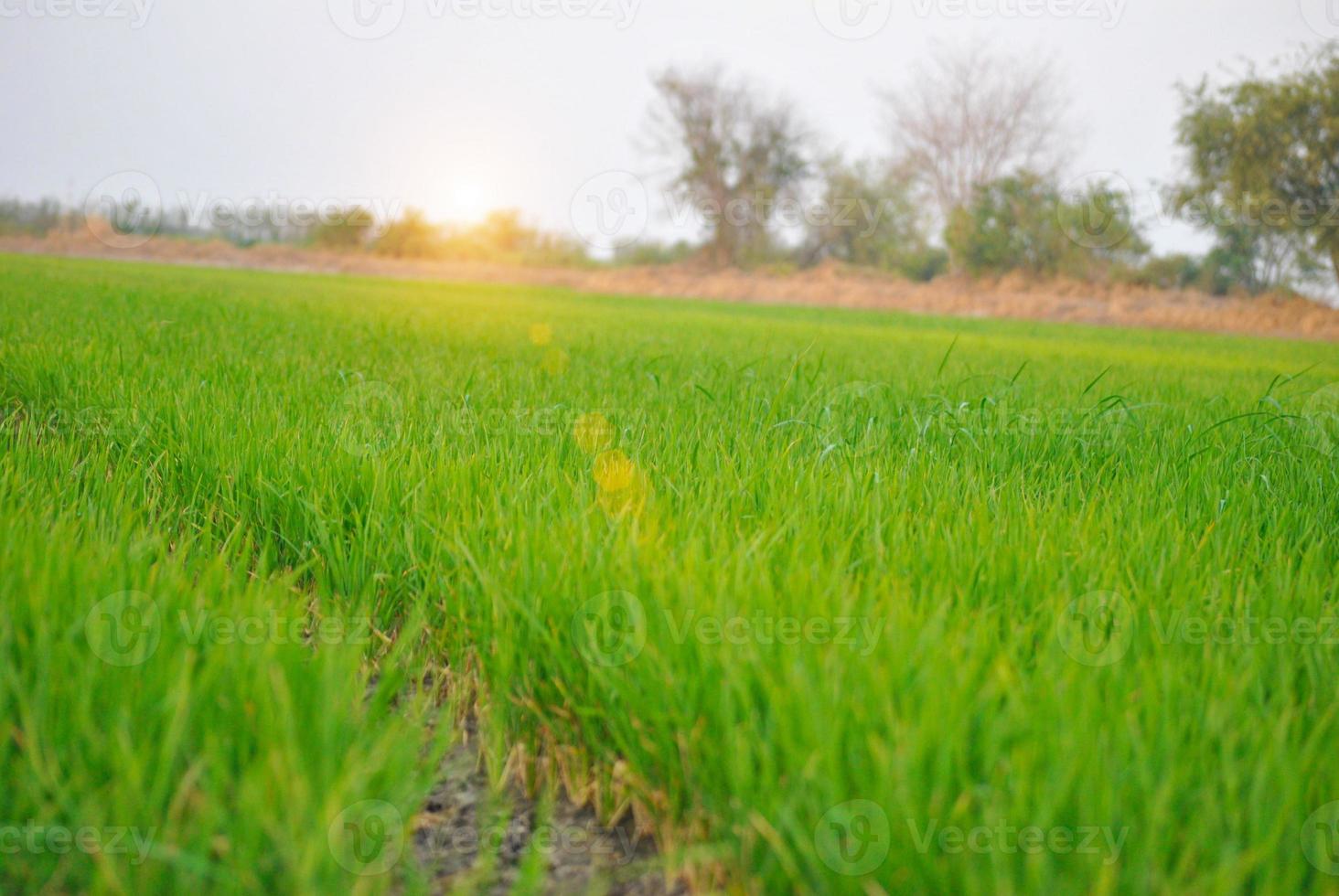 bellissimo paesaggio in crescita risaia riso campo Ritaglia agricolo trapianto bagnato agricoltura terra per di stagione foto