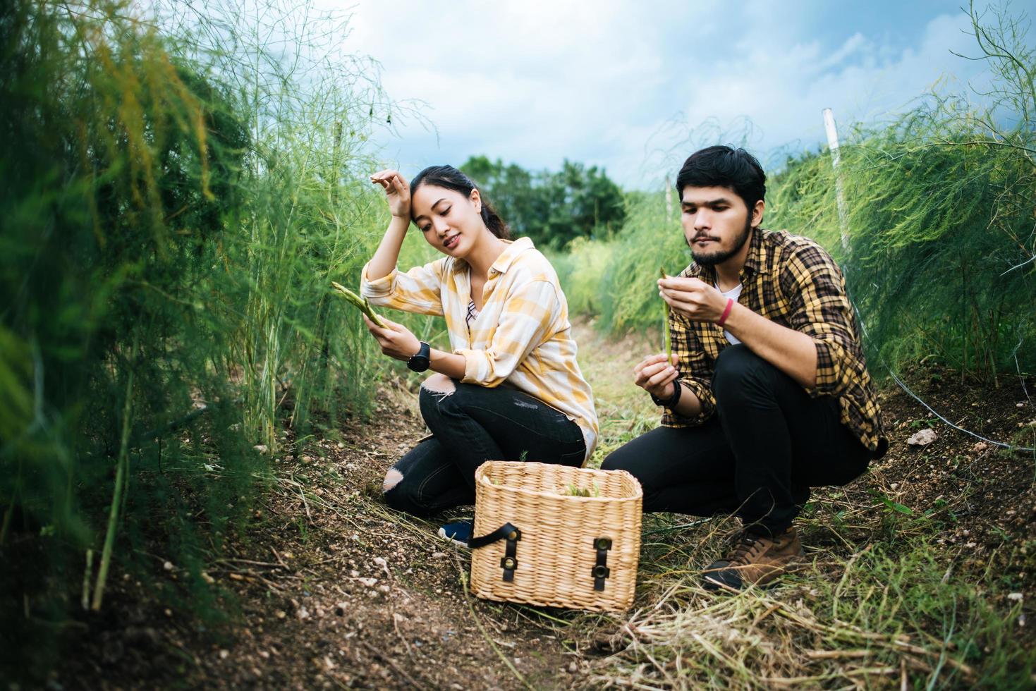 giovane coppia di agricoltori raccoglie asparagi freschi in campo foto