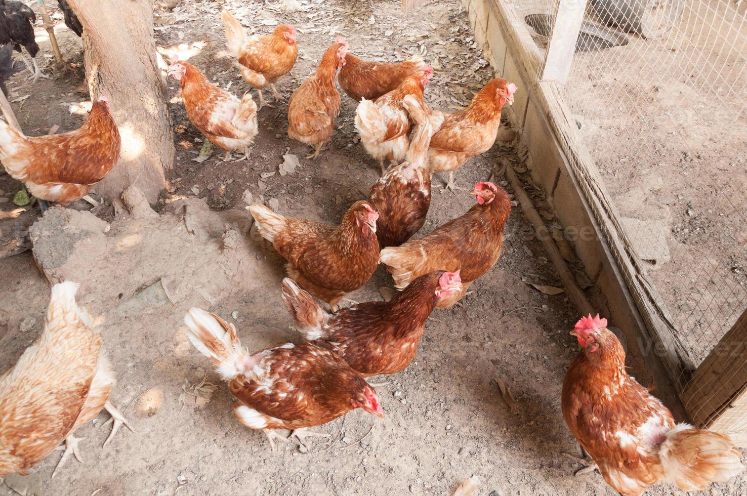 madre gallina pollo su un' azienda agricola nel natura foto