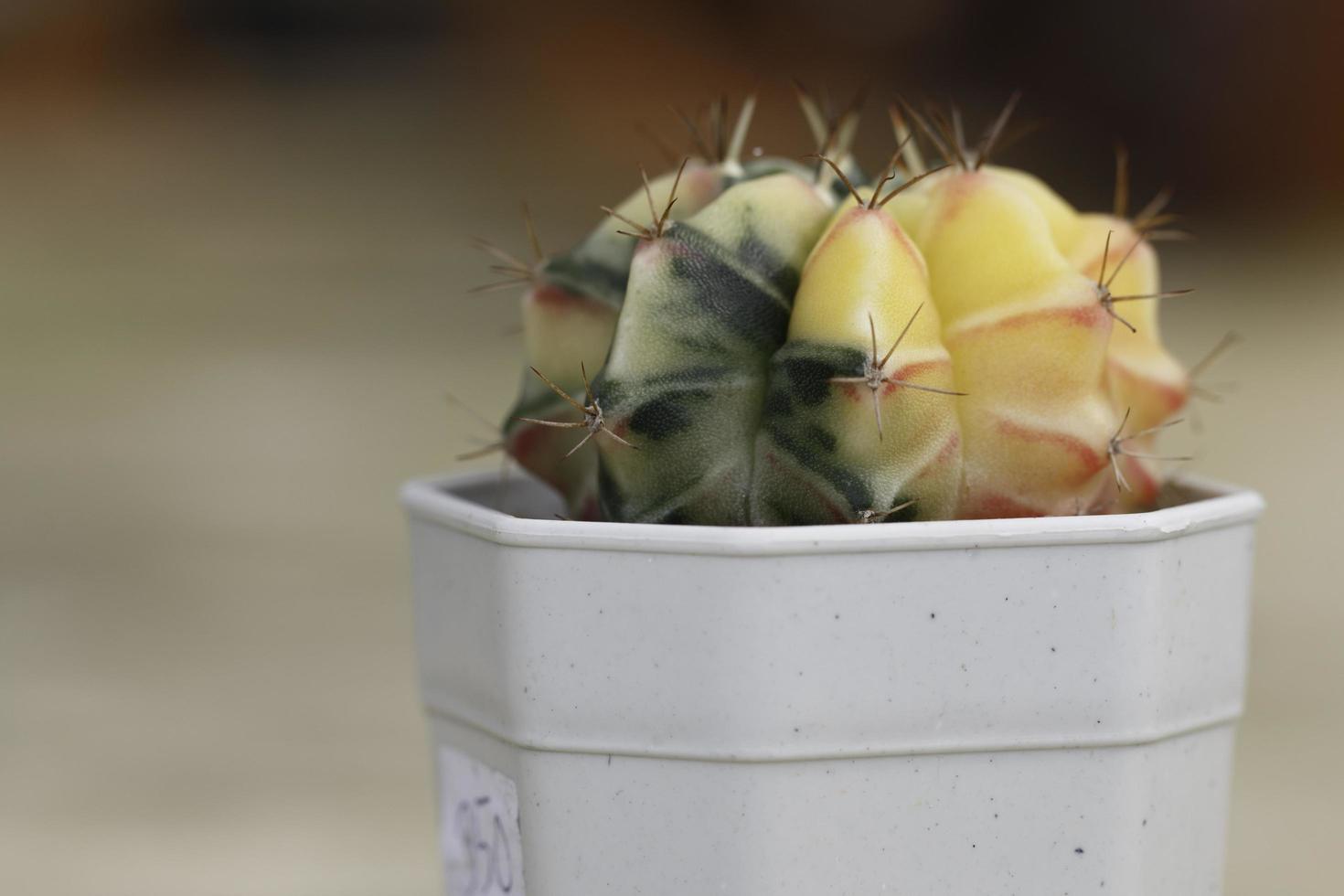 cactus giallo e verde foto