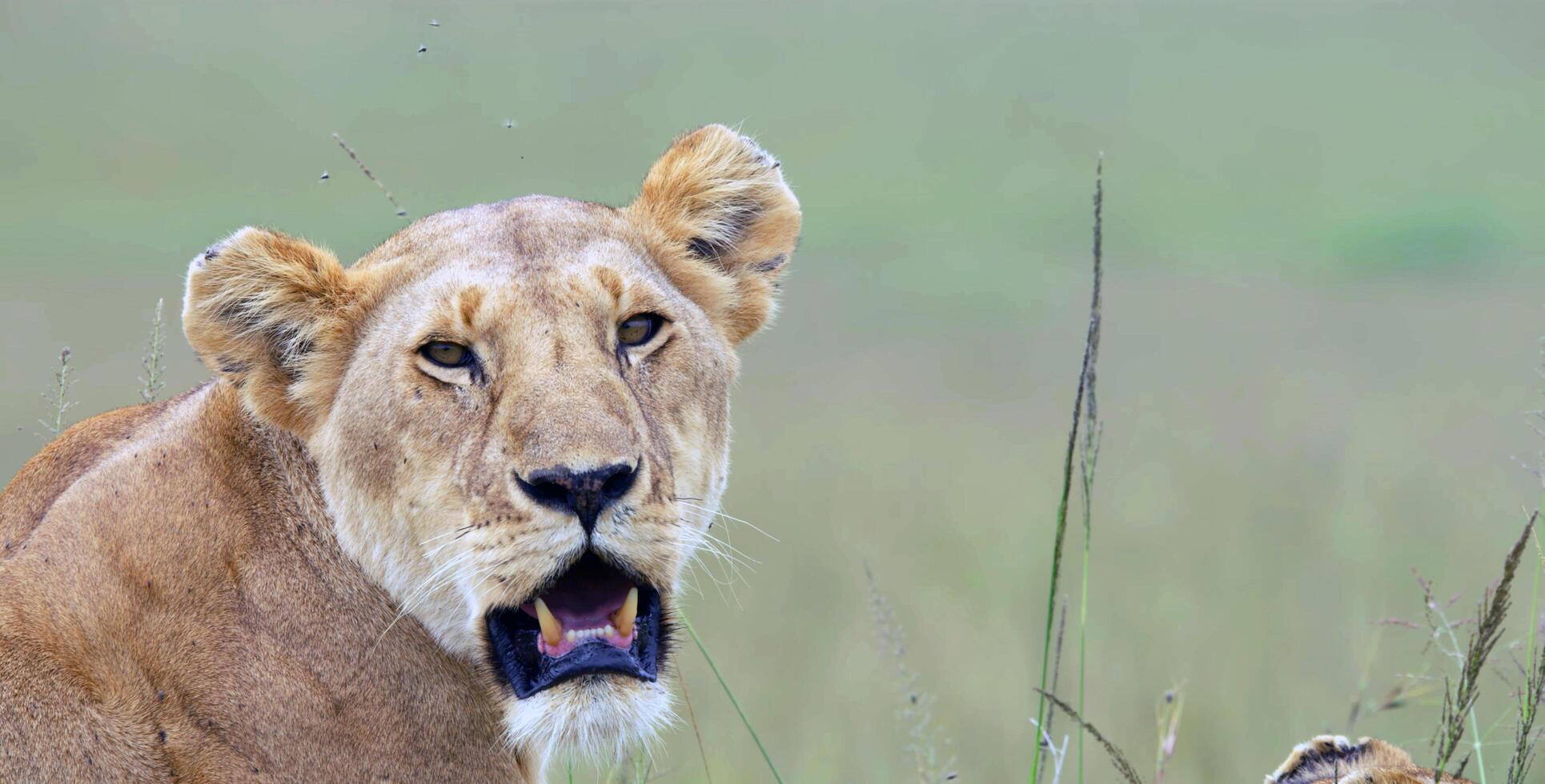 misterioso animale mondo foto