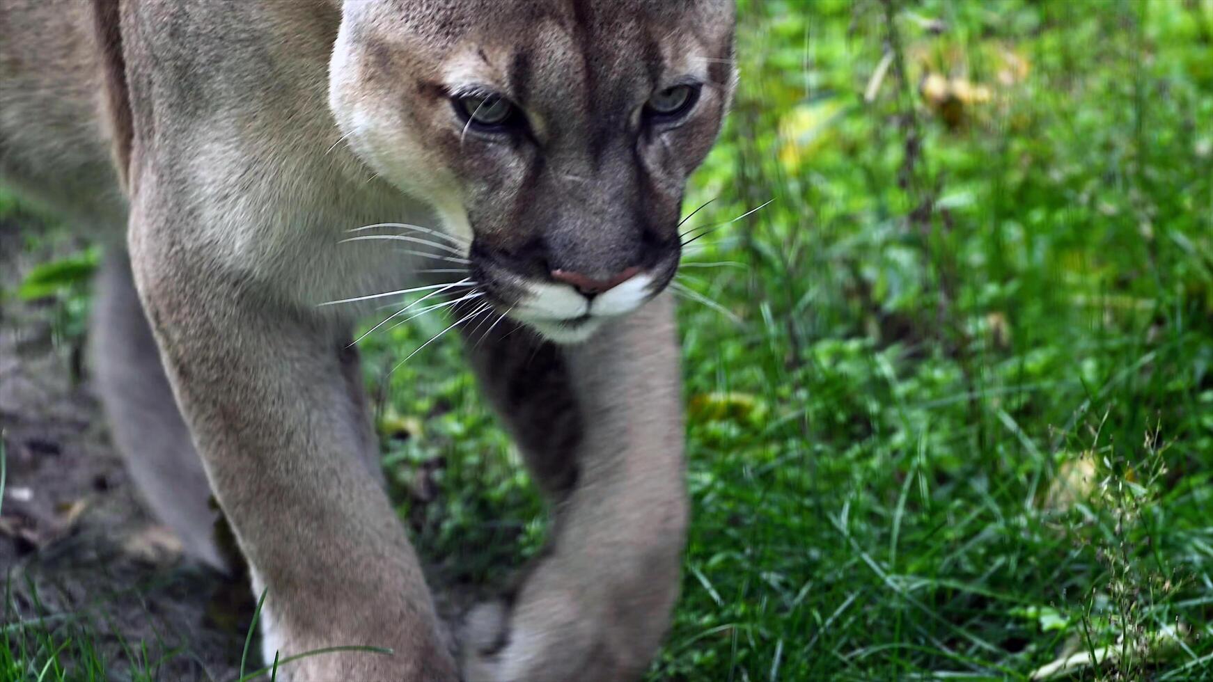 misterioso animale mondo foto