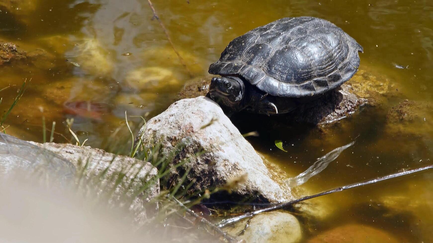 bellissimo mondo di animali foto