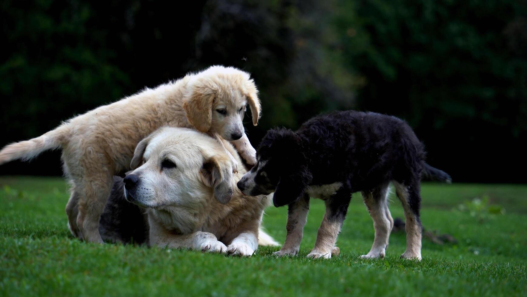 misterioso animale mondo foto