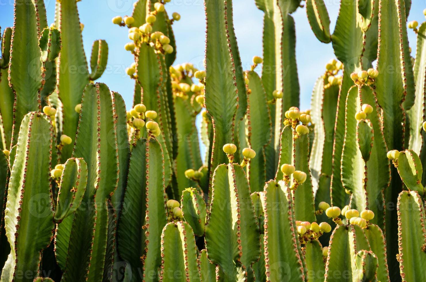 deserto Visualizza con cactus foto