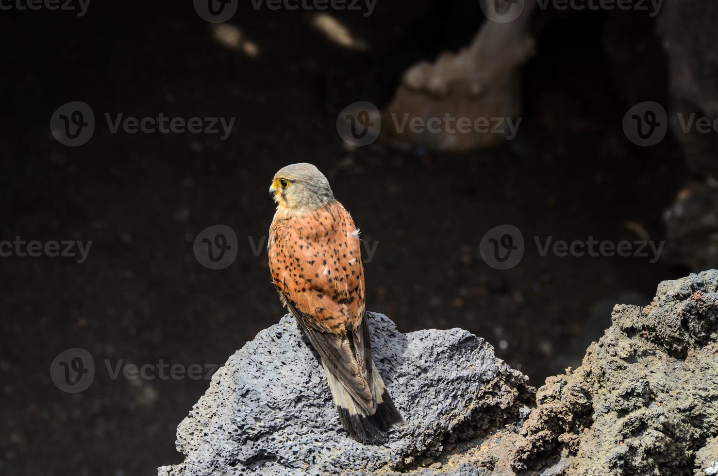 falco su un' roccia foto