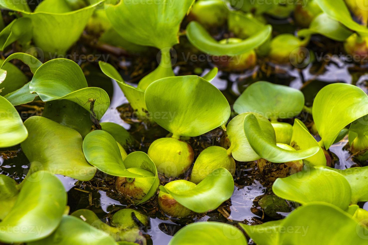 verde lago e palude impianti nel il parco nel san jose costa rica. foto