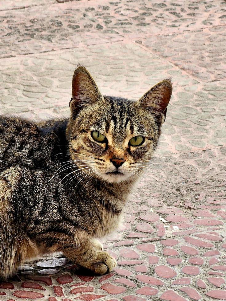 bellissimo gatto su pavimento foto