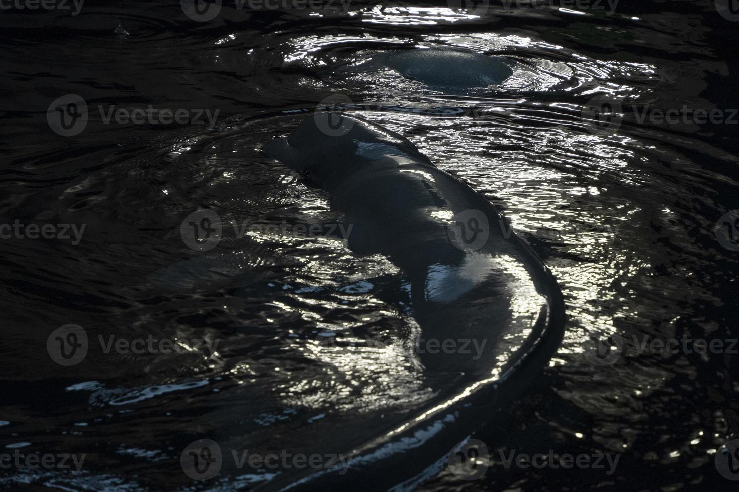 beluga a chiaro di luna notte vicino su ritratto foto