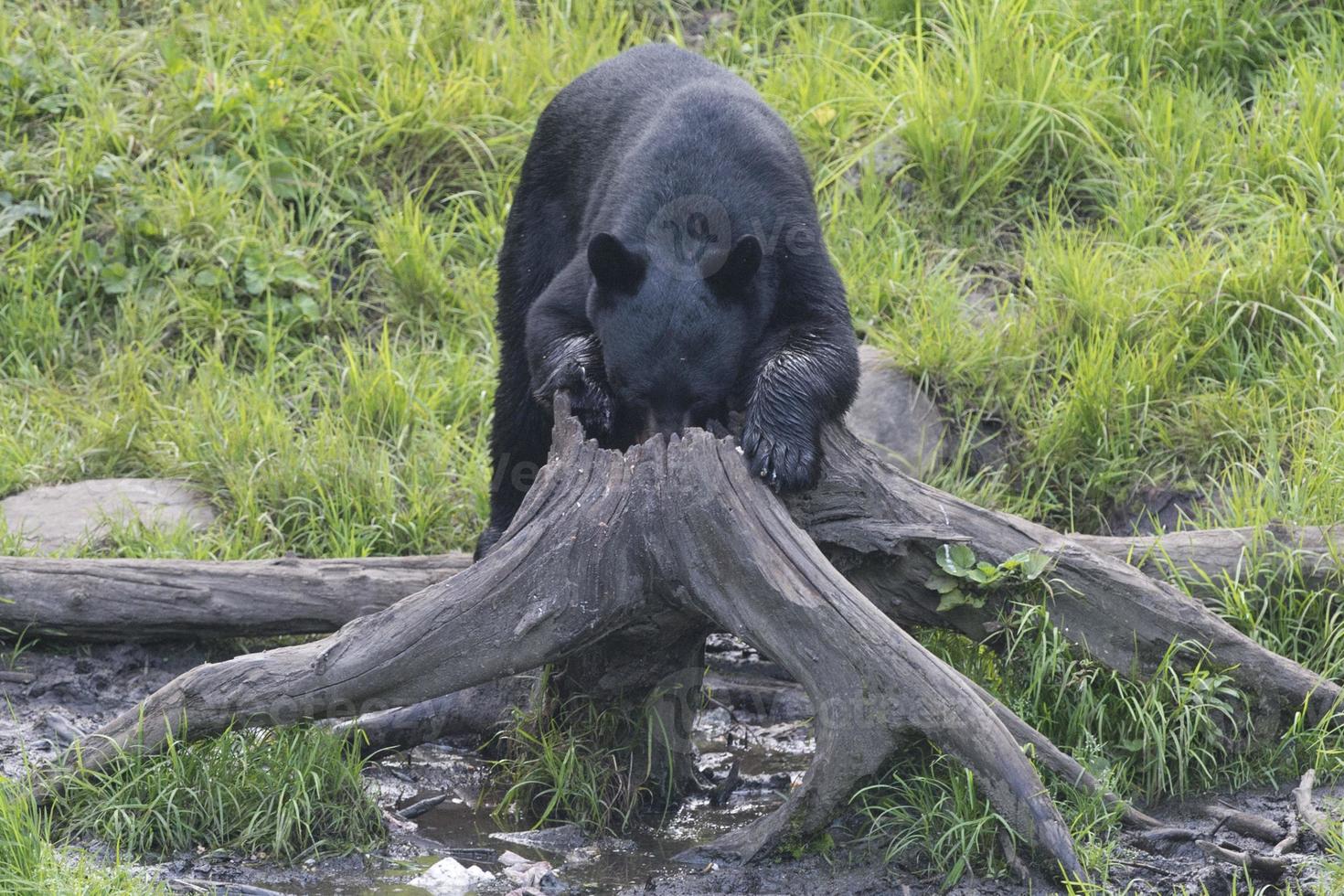 un' nero orso mentre mangiare foto