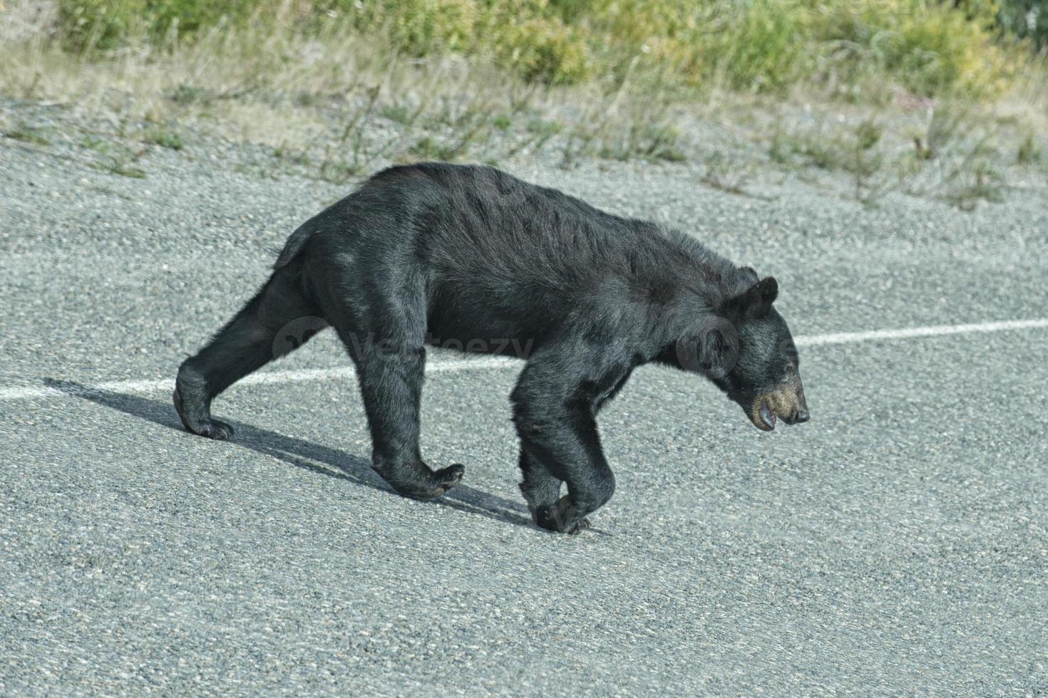 un' nero orso attraversamento il strada foto