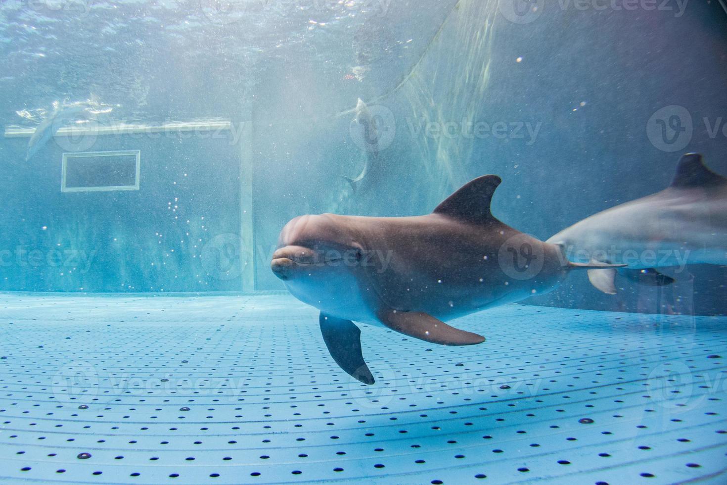 acquario delfino subacqueo guardare a voi foto