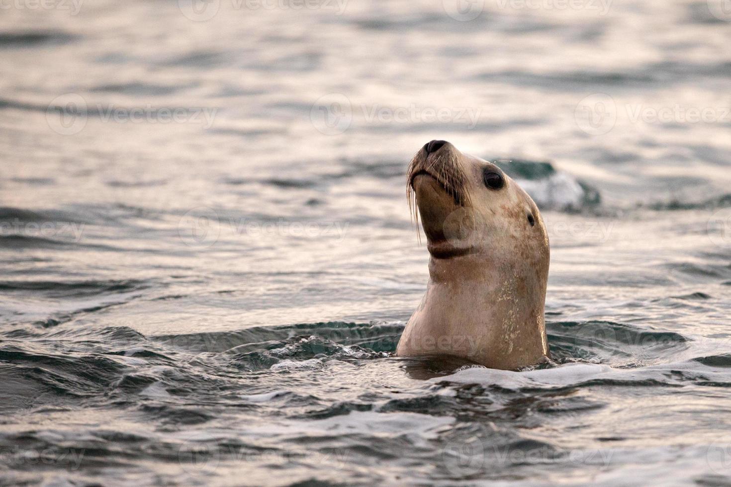 mare Leone foca vicino su ritratto Guarda a voi foto