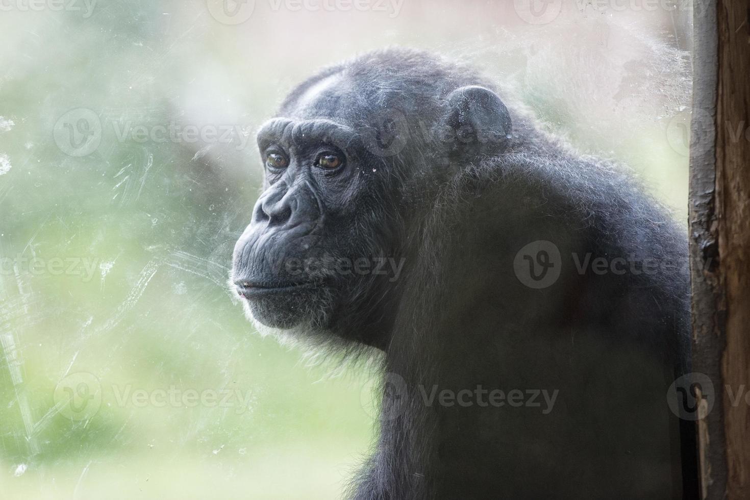 scimmia scimpanzé scimmia dopo un' bicchiere foto