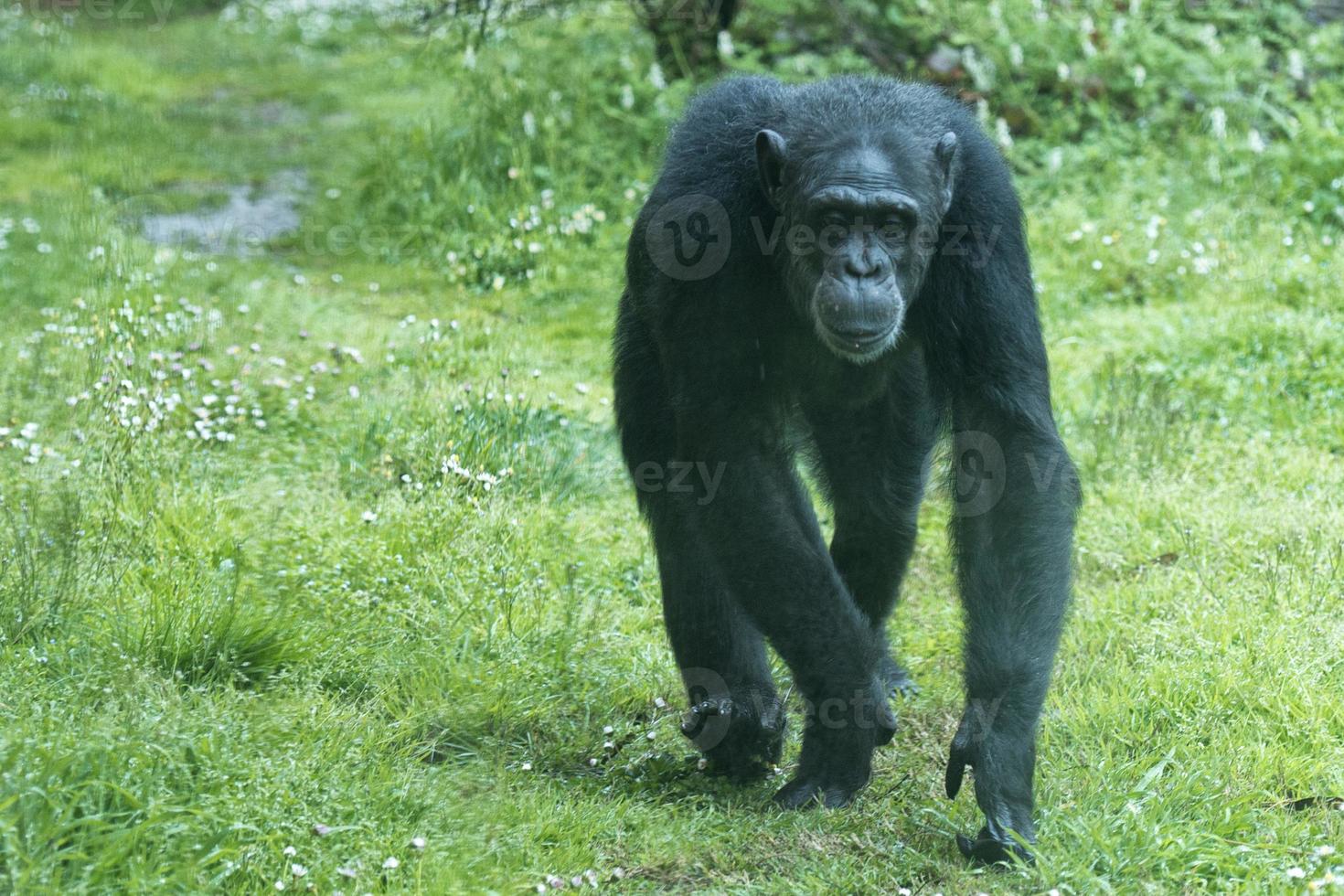 scimmia scimpanzé scimmia mentre In arrivo per voi foto