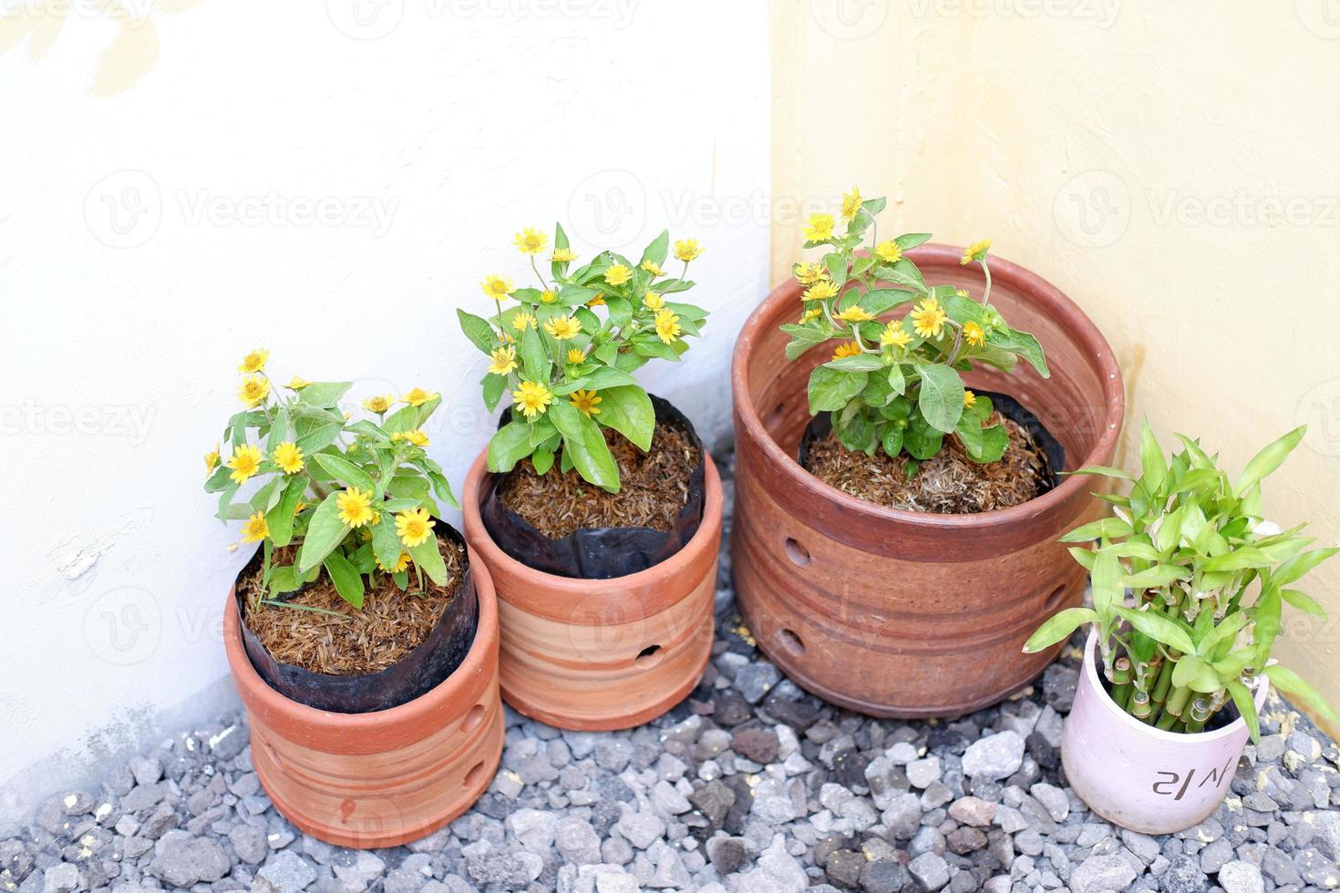 bellissimo fresco fiori come un' sfondo foto