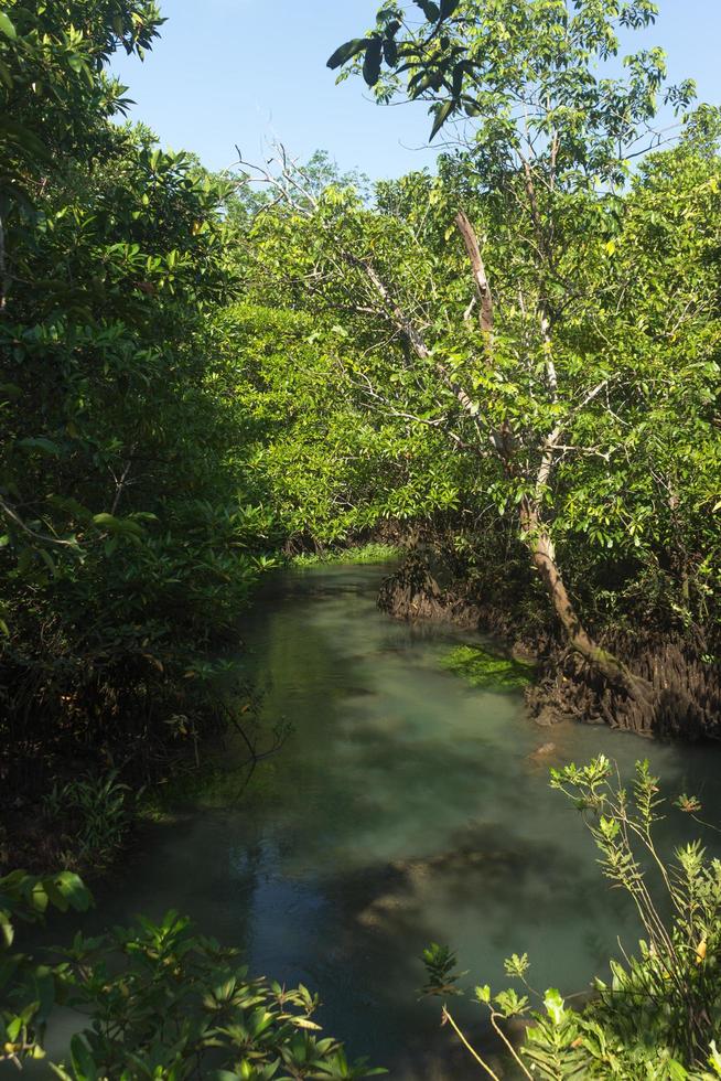 fiume e foresta foto