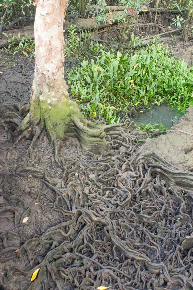 albero e radici nella foresta foto