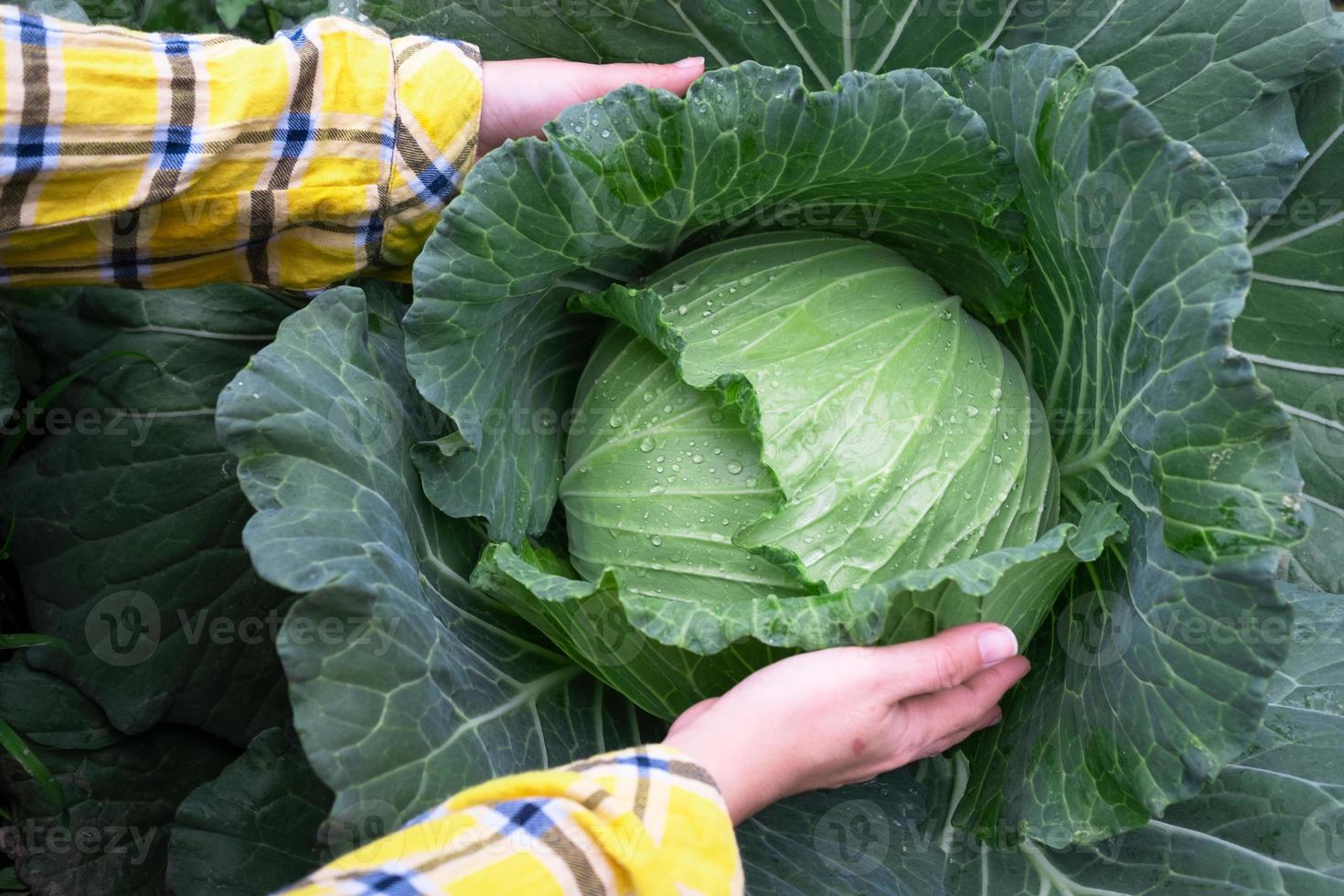 primo piano delle mani femminili che raccolgono un cavolo verde fresco di grandi dimensioni che maturano teste che crescono nel campo dell'azienda agricola foto