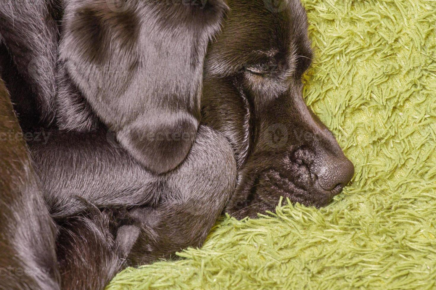 cane labrador cane da riporto macro foto quando dormendo. un' nero labrador è riposo. animale, animale domestico.