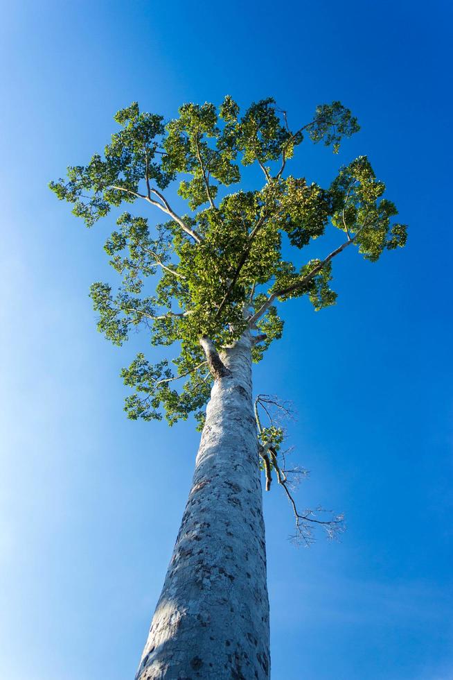 vista guardando alto albero con cielo blu foto