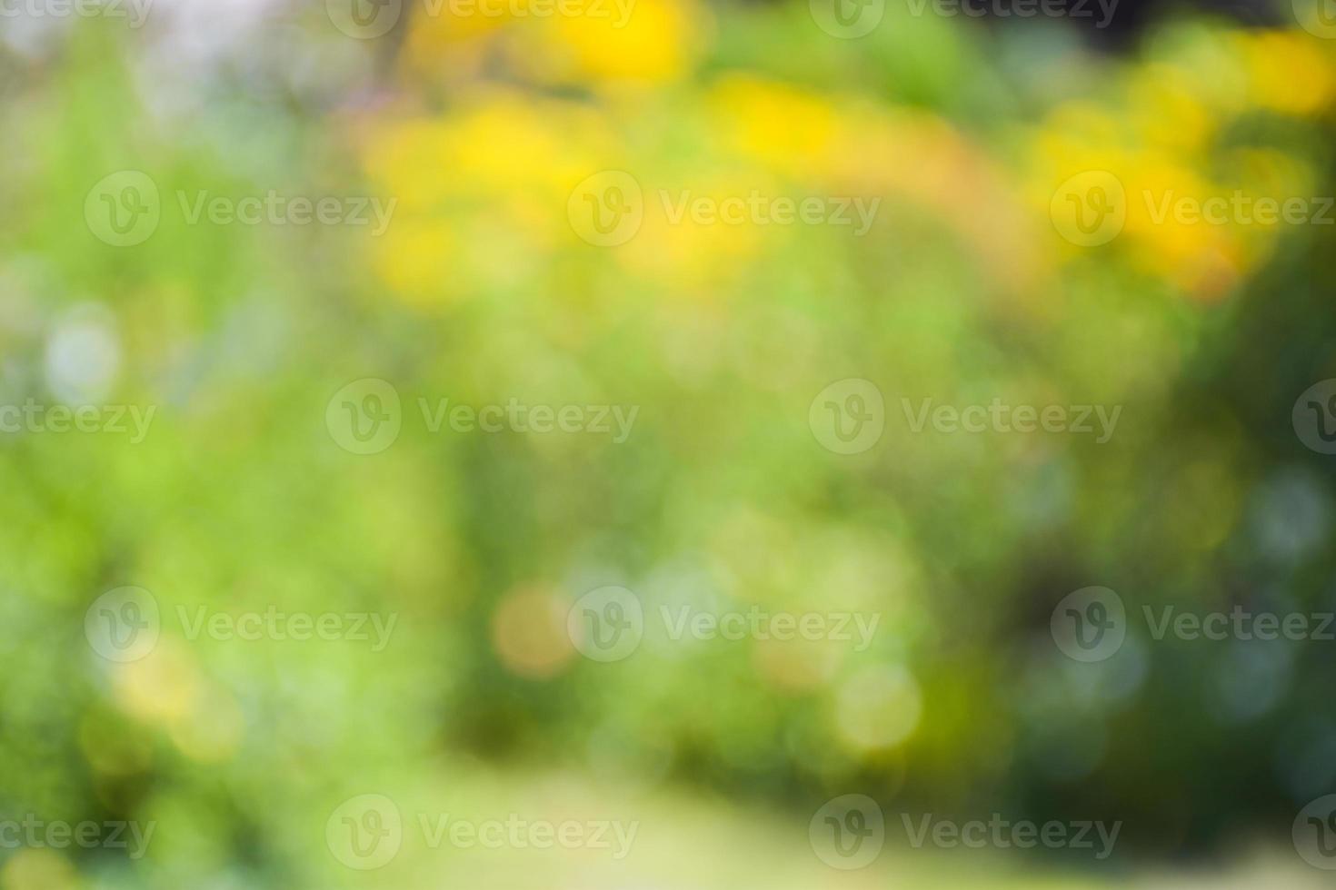 bokeh leggero bellezza natura morbido sfocatura foto