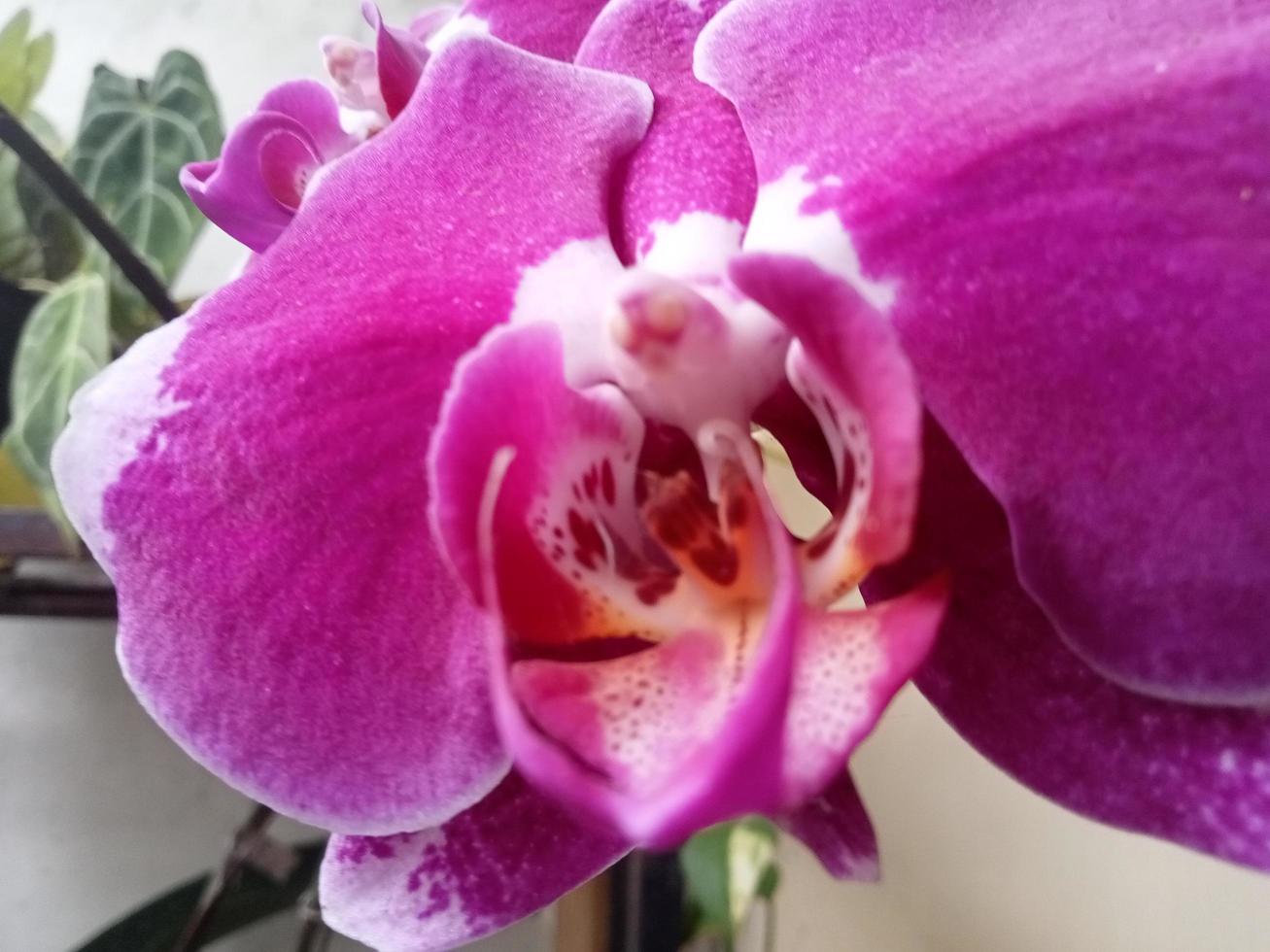 Luna orchidea o phalaenopsis amabilis. orchidee o orchidaceae siamo il maggiore famiglia di monocotiledone impianti. indonesiano anggrek bulan su selettivo messa a fuoco. foto