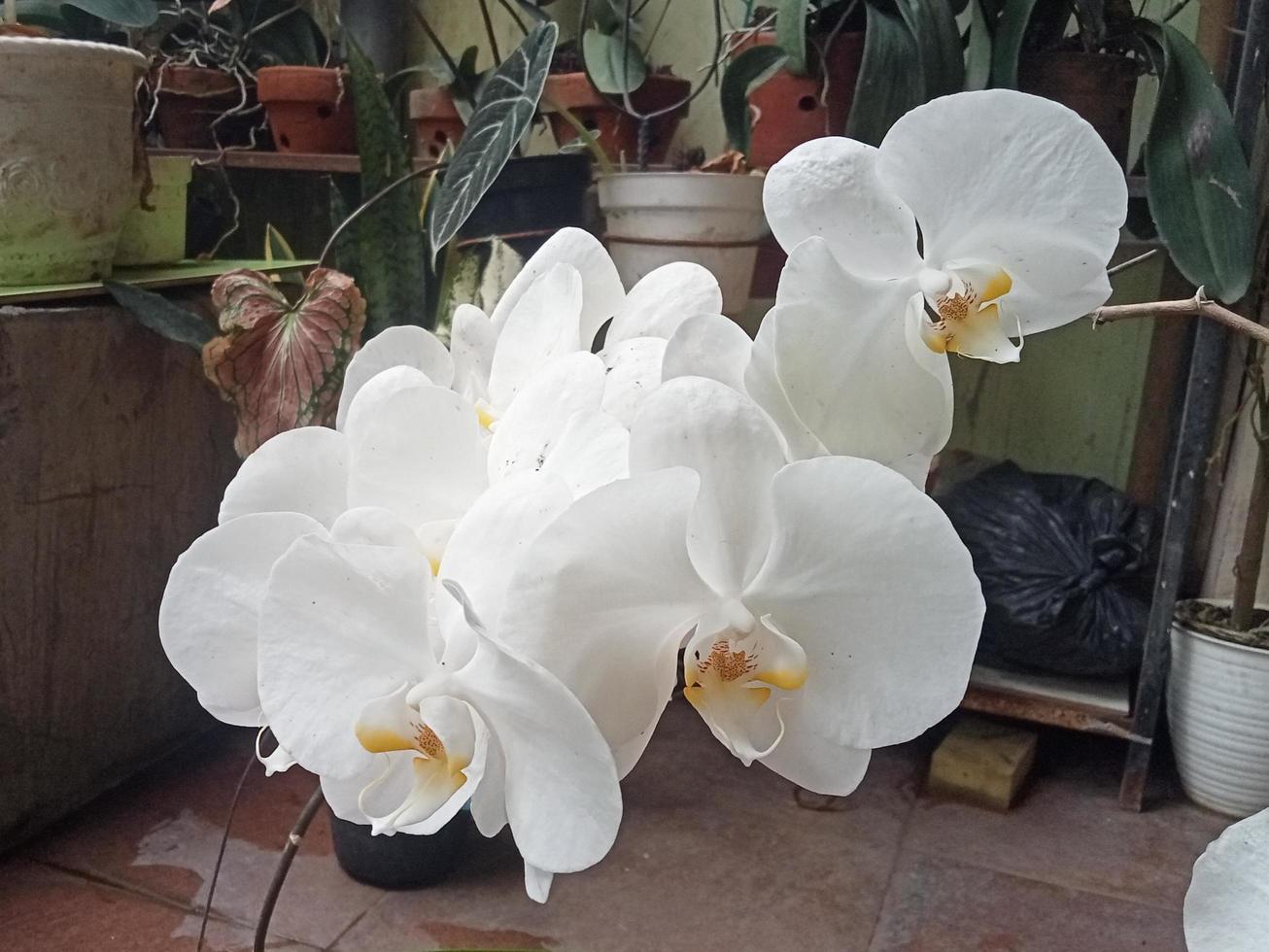 Luna orchidea o phalaenopsis amabilis. orchidee, orchidacee, siamo il maggiore famiglia di monocotiledone impianti. indonesiano anggrek bulan su selettivo messa a fuoco foto
