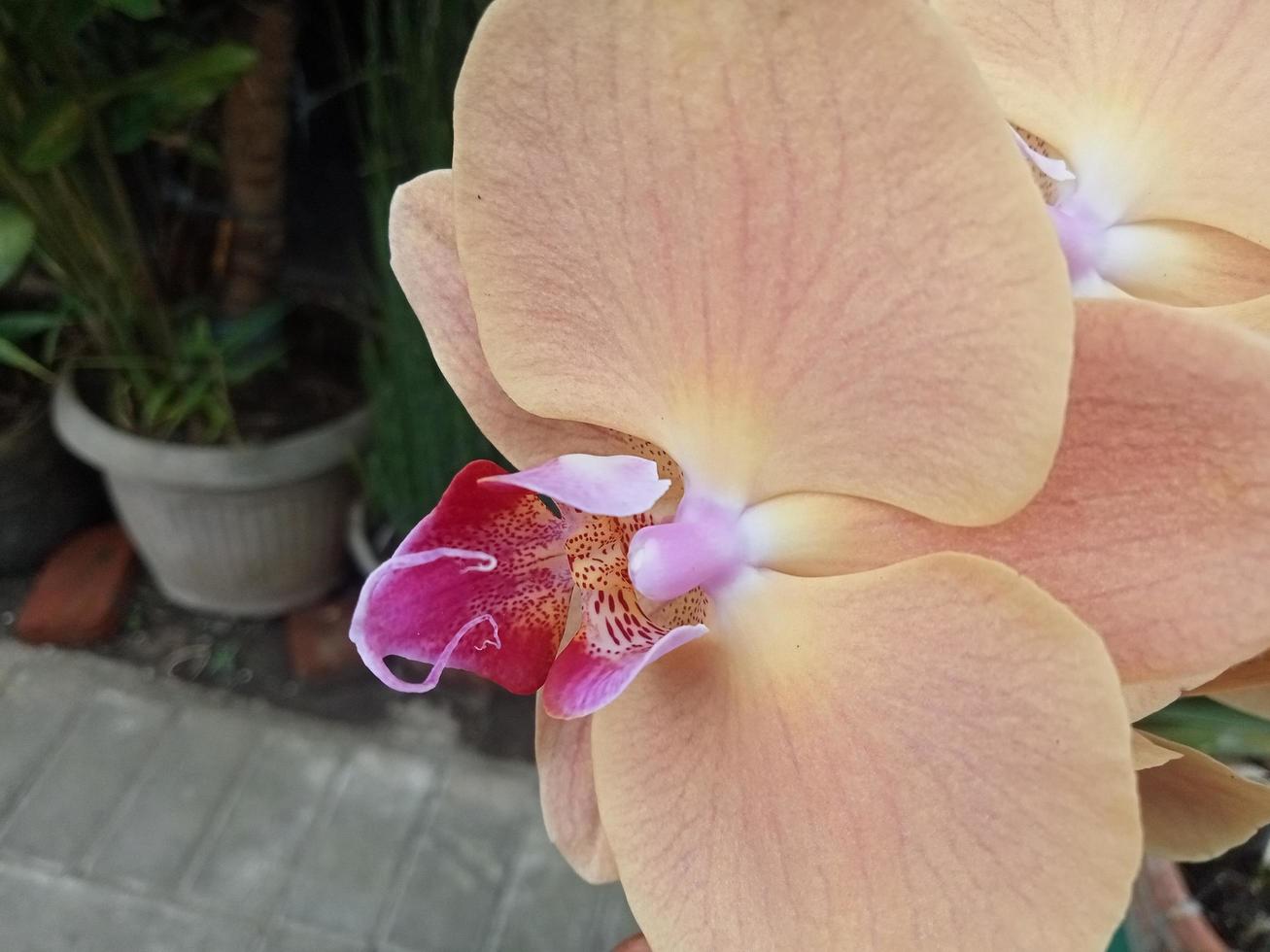 Luna orchidea o phalaenopsis amabilis. orchidee, orchidacee, siamo il maggiore famiglia di monocotiledone impianti. indonesiano anggrek bulan su selettivo messa a fuoco foto