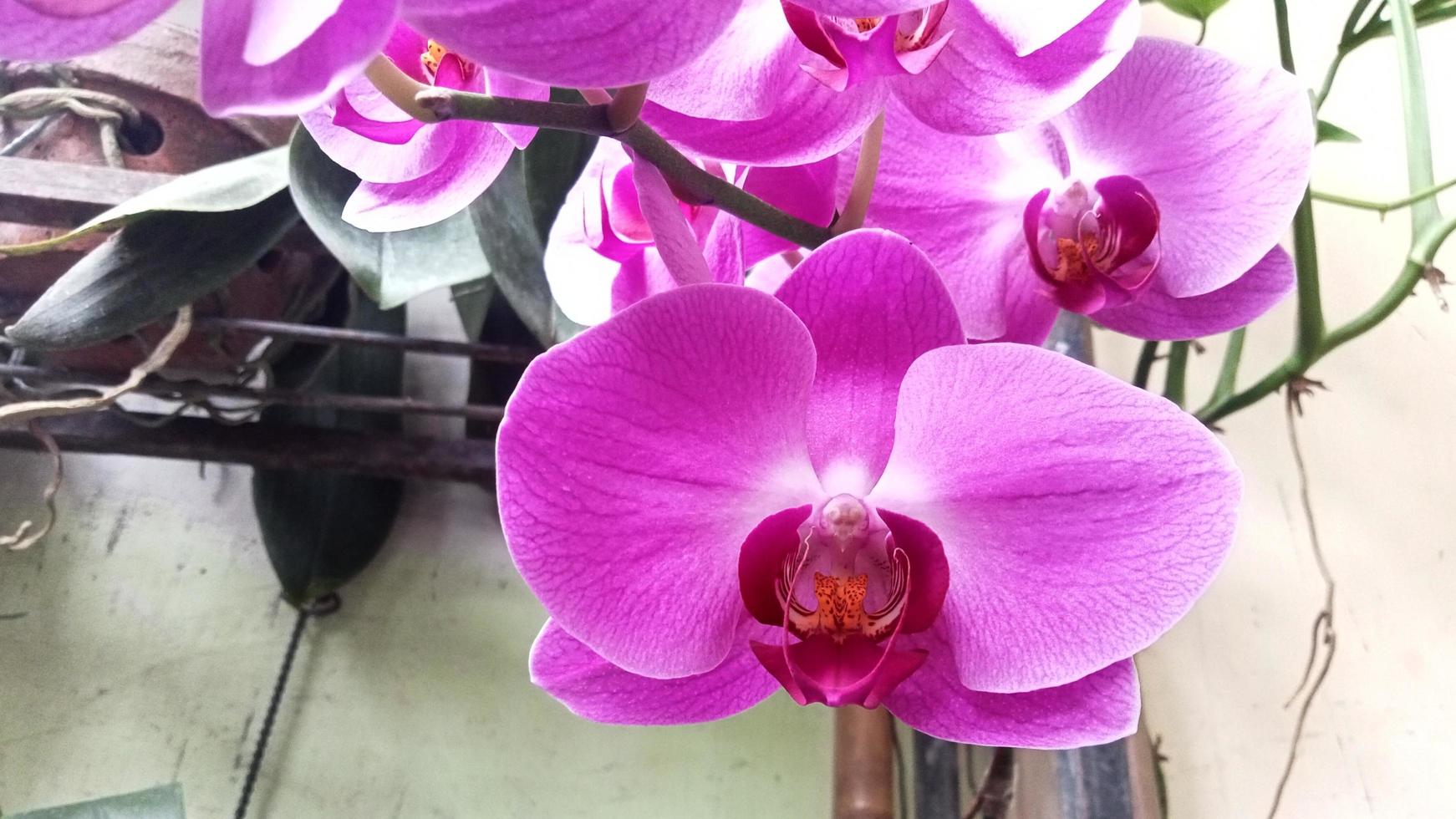 Luna orchidea o phalaenopsis amabilis. orchidee, orchidacee, siamo il maggiore famiglia di monocotiledone impianti. indonesiano anggrek bulan su selettivo messa a fuoco foto