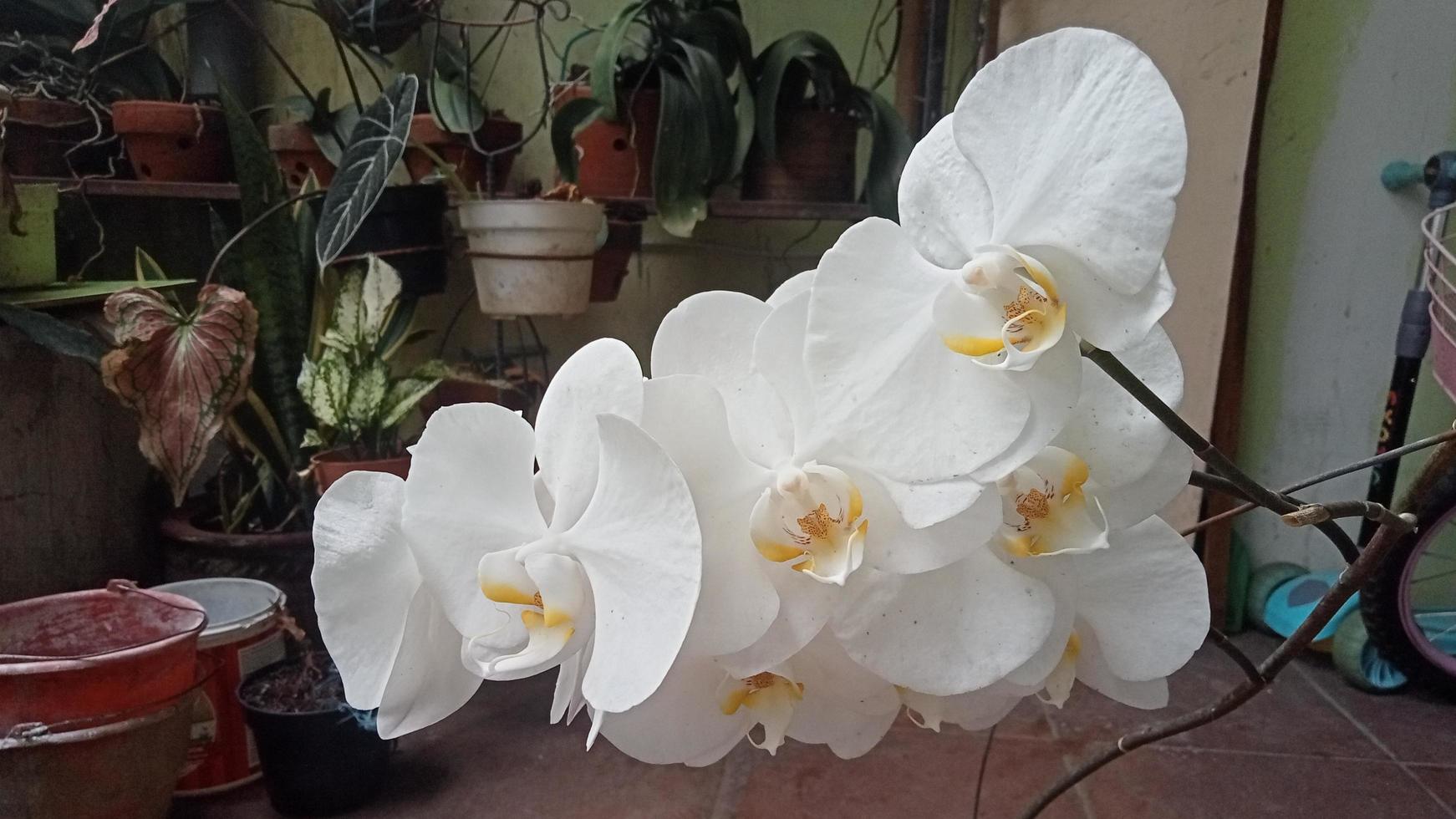 Luna orchidea o phalaenopsis amabilis. orchidee, orchidacee, siamo il maggiore famiglia di monocotiledone impianti. indonesiano anggrek bulan su selettivo messa a fuoco foto