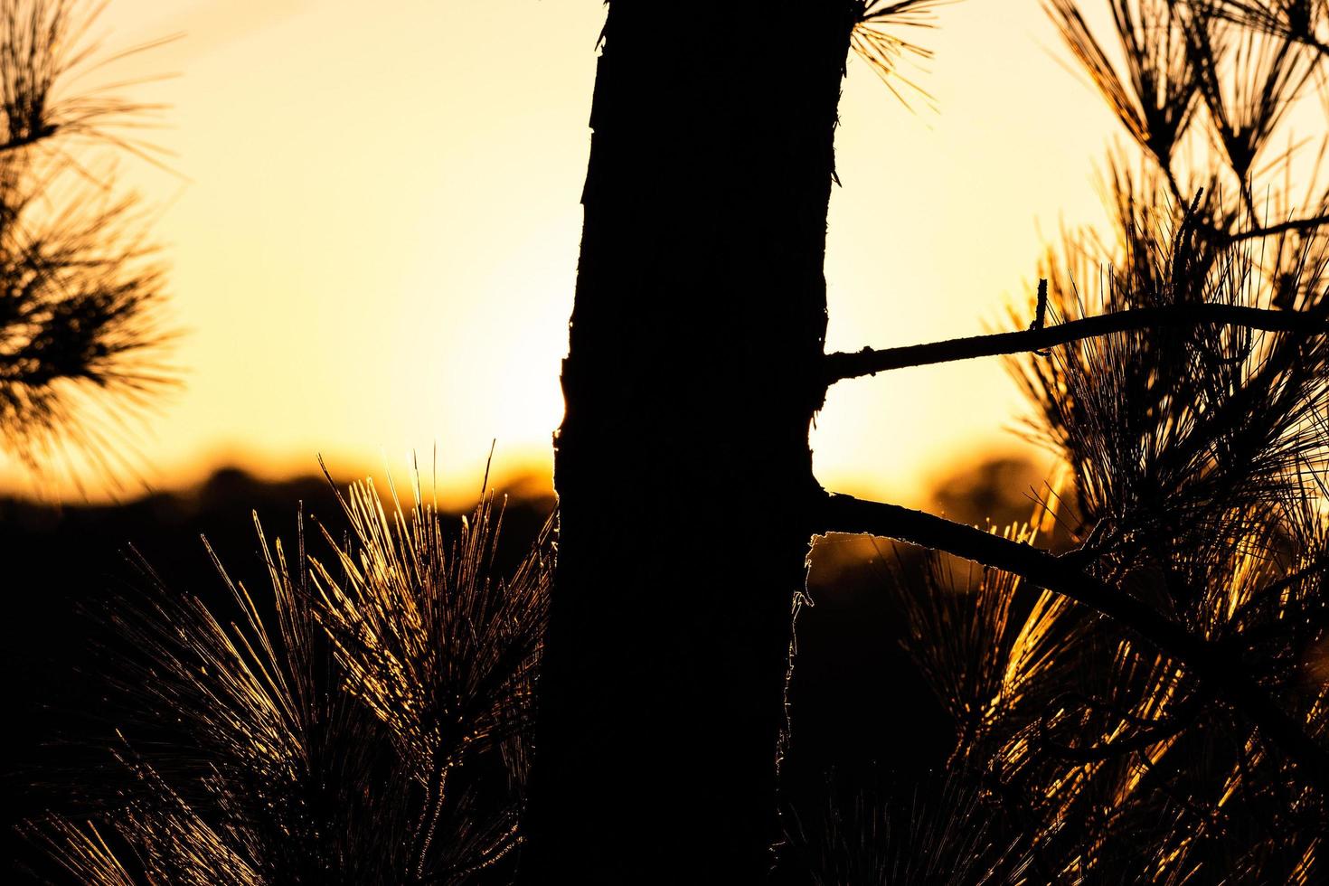 sagoma di un albero foto