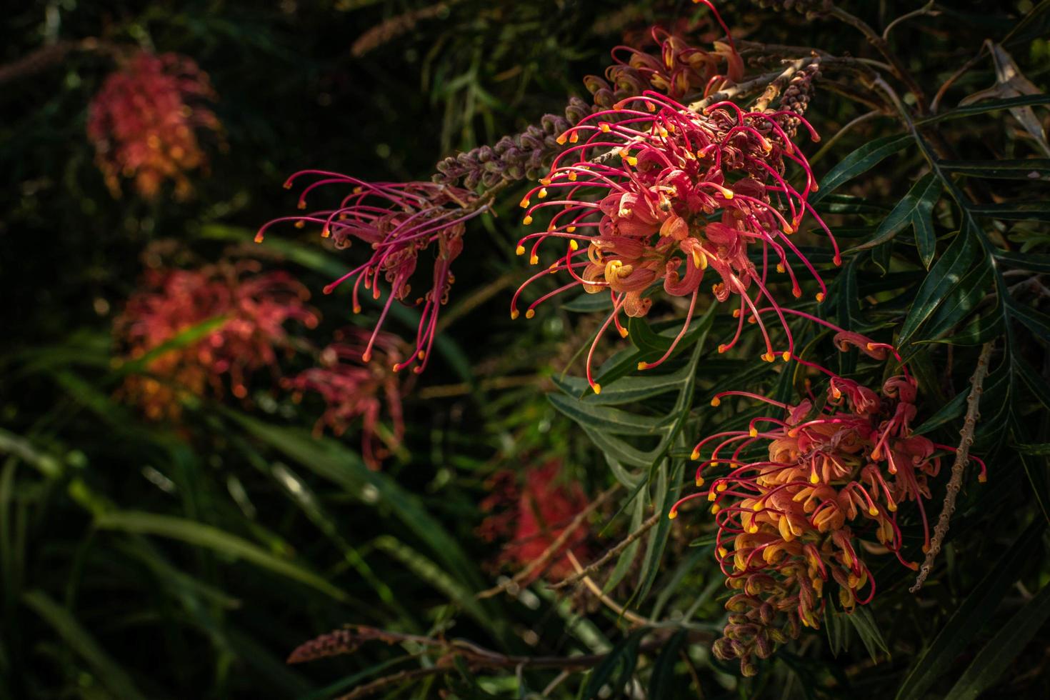 lussureggiante cespuglio di grevillea foto