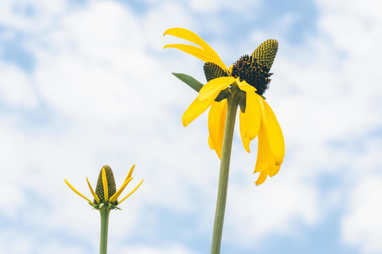 girasoli verso il cielo foto