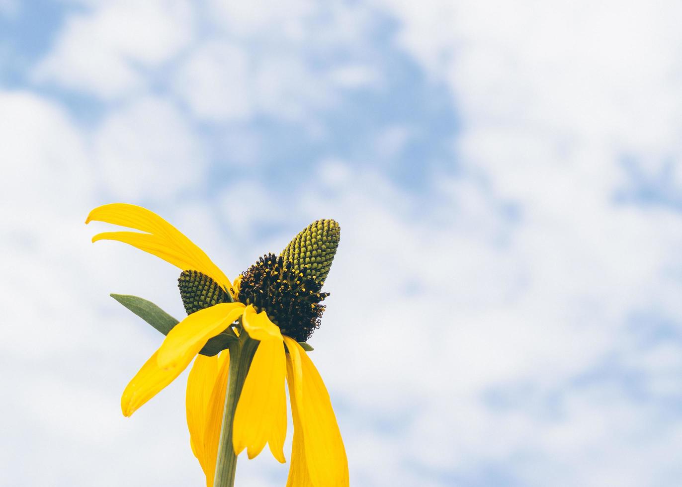 fiori gialli nel cielo foto