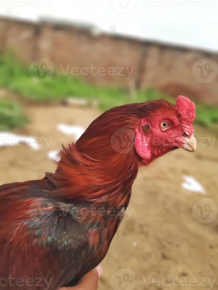 combattente cazzo, Gallo o pollo. Gallo pettine o testa vicino su. cazzo combattimento è un' tradizione nel Sud asiatico e Sud est asiatico paesi Compreso Tailandia. foto